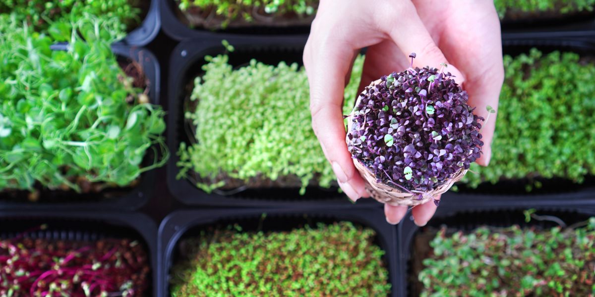 microgreens